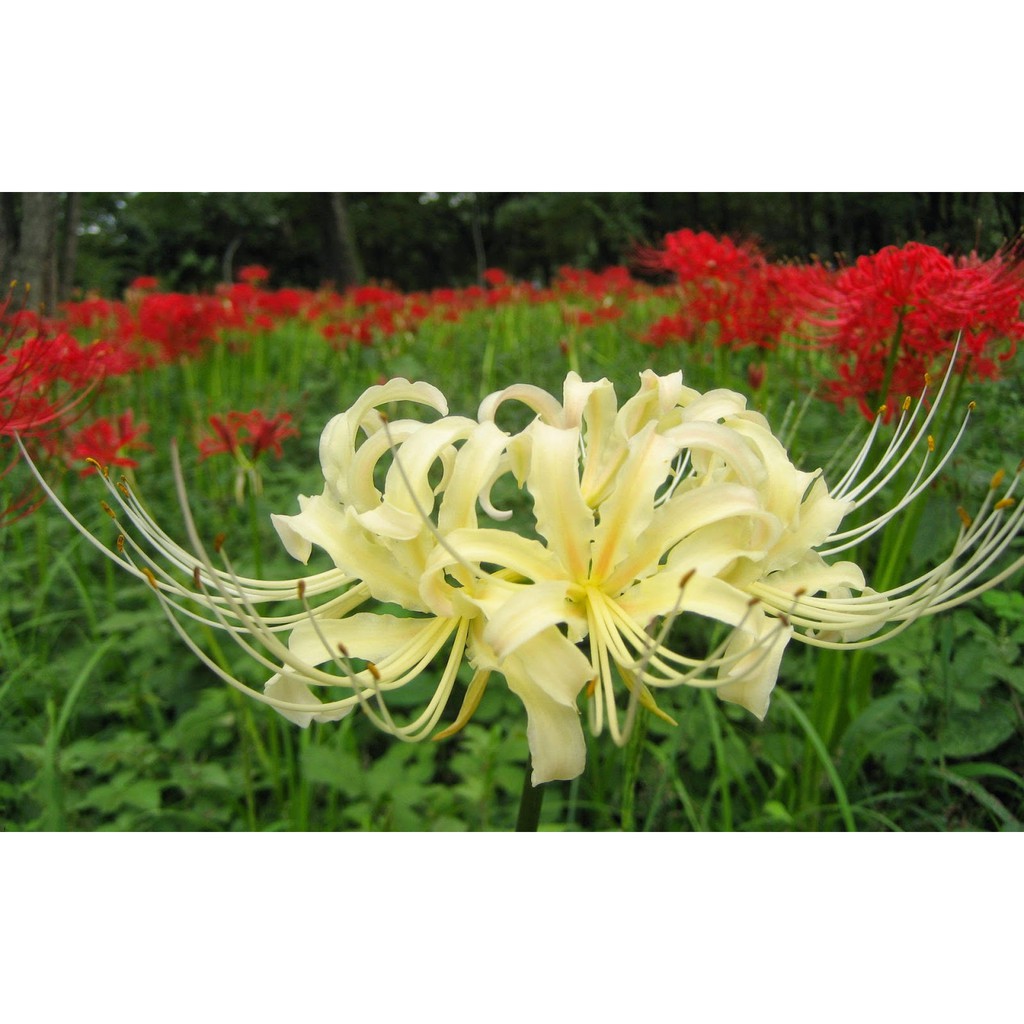 Củ hoa bỉ ngạn -