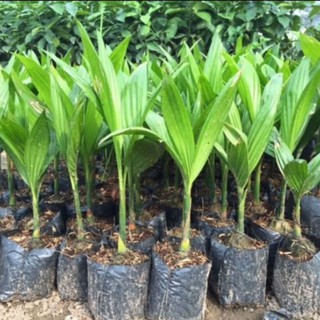 cau tứ quý