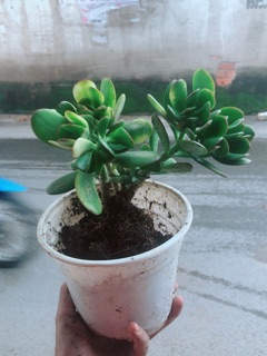 Cây Ngọc Bích