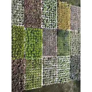 42cây sen vĩ nhiều loại (kích thước 3-4cm)