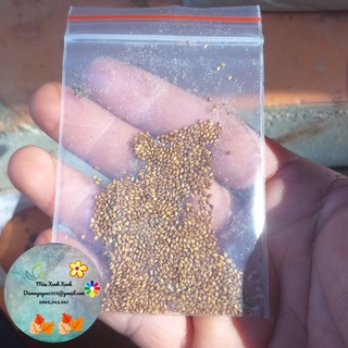 Hạt giống hạ khô thảo 30k/ gói