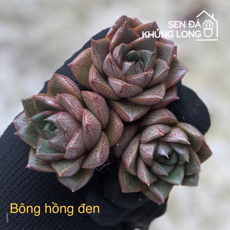 Sen Đá Vĩ