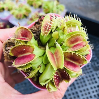 Hạt giống cây bắt mồi venus