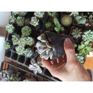 Sen đá Cúc tím - Echeveria ‘Cubic Frost’ (Đọc mô tả)