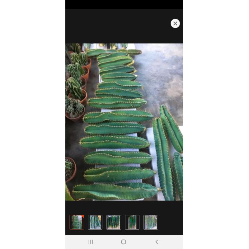 2 cây xương rồng trụ 40-60cm