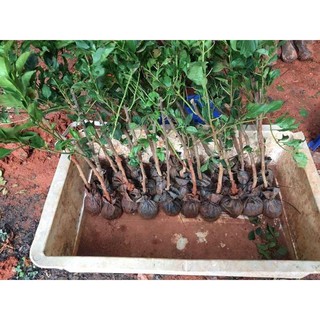 3 CÂY HOA GIẤY NGŨ SẮC