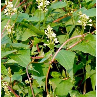 Cây Hà thủ ô đỏ