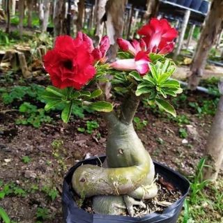 Sứ thái kép hàng gieo hat