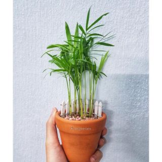 Cây cảnh văn phòng nhỏ