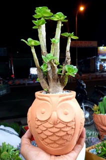 Chậu Cú đất nung (mẫu lu)