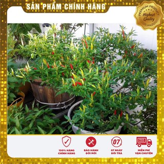 Bộ Gói Hạt Giống Cây Ớt Chỉ Thiên