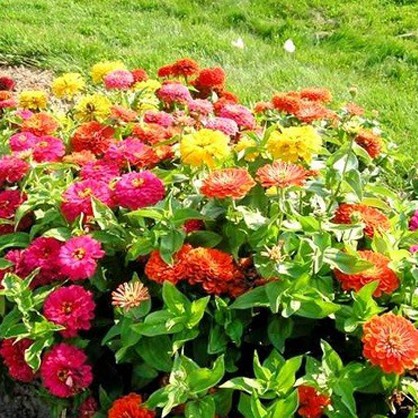 Hạt Giống Hoa Ngũ Sắc F1 loại dễ trồng năng suất cao chống sâu bệnh [Gói 100gram,200gram,500gram]