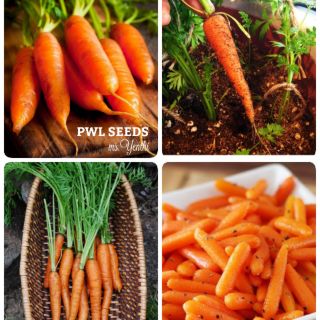 [PWL SEEDS] LITTLE FINGERS CARROT - CÀ RỐT NGÓN TAY HÀ LAN, HẠT GIỐNG BEJO 100 HẠT/ỐNG
