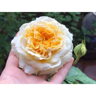 Cây hoa hồng beatrice