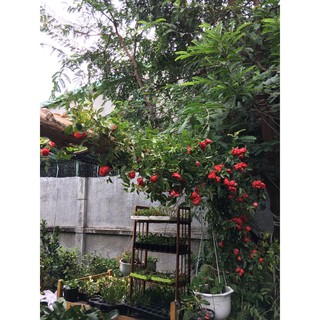 Chậu cây hoa hồng leo nhiều màu - giao màu ngẫu nhiên - Trang Flower