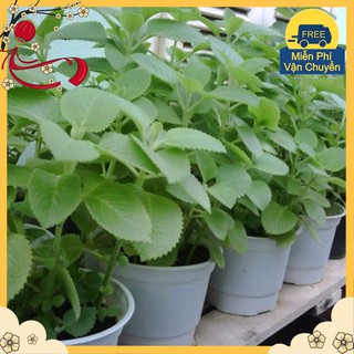 Hạt Giống Húng Chanh