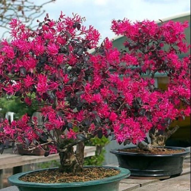 Cây Hồng phụng
