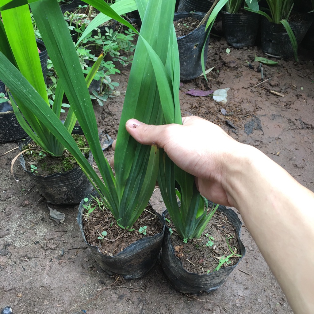 Cây Hoa Diên Vĩ , Hoa Iris