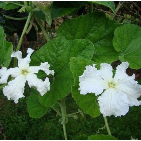 Hạt giống bầu hồ lô mini (tí hon), tỷ lệ này mầm cao