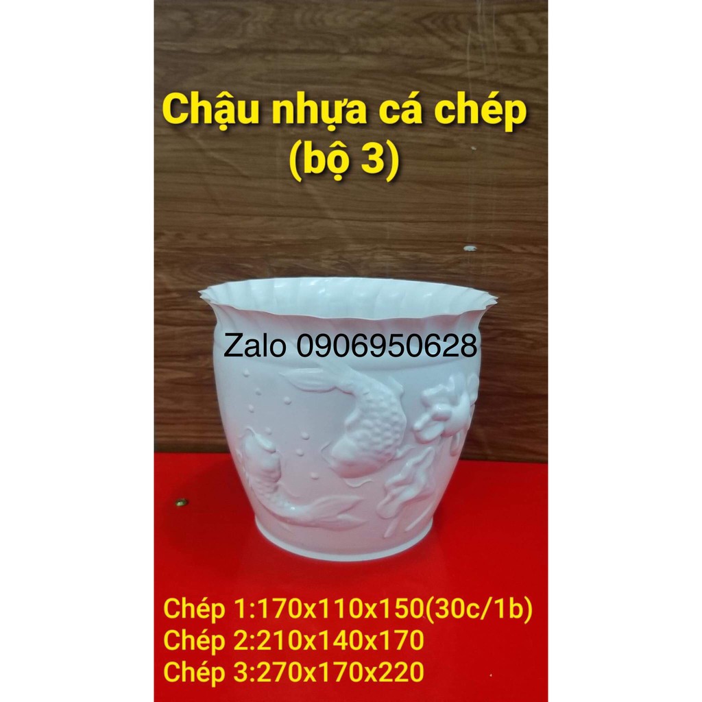 Chậu nhựa cá trắng có 3 kích thước