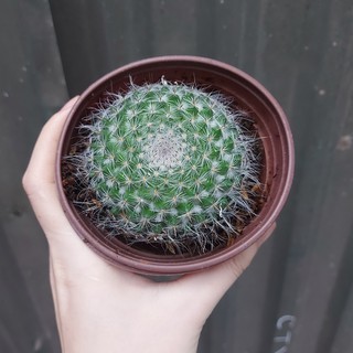 Xương rồng bánh sinh nhật cỡ to