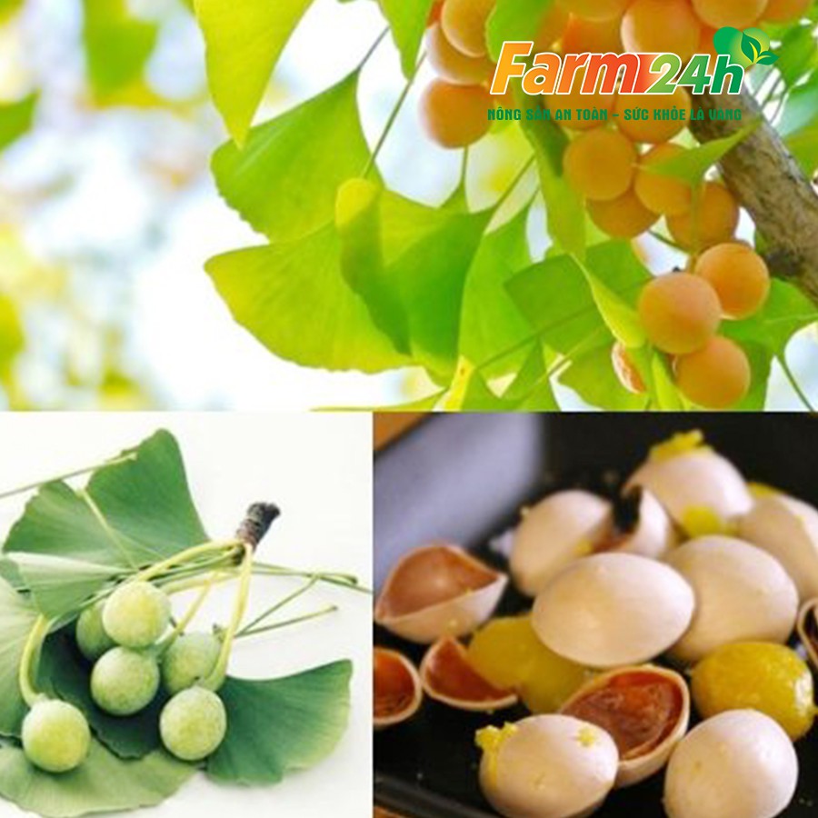[250 gr] Bạch quả loại hạt to, nấu chè, chưng yến đều ngon, bùi dẻo ngon, tốt cho sức khỏe &amp; trí não | Farm24h