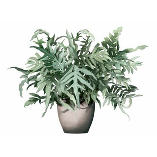 Chậu cứng dương xỉ bạc blue star fern size lớn
