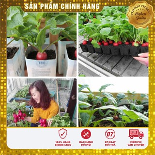 Bộ gói hạt giống Củ cải đỏ