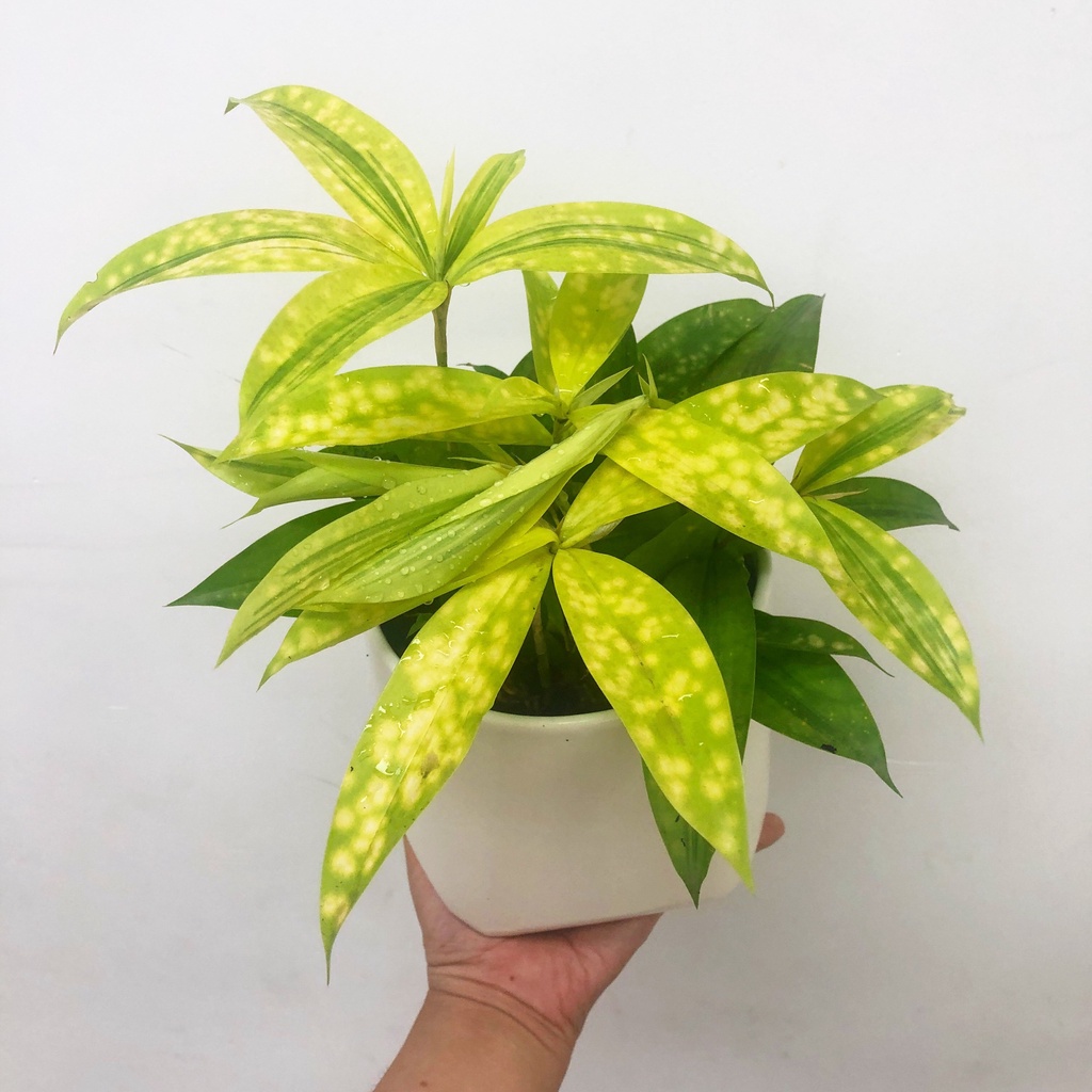 Cây Trúc nhật vàng , cây phong thủy trồng trong nhà trang trí nội thất văn phòng, ColorFull Shop