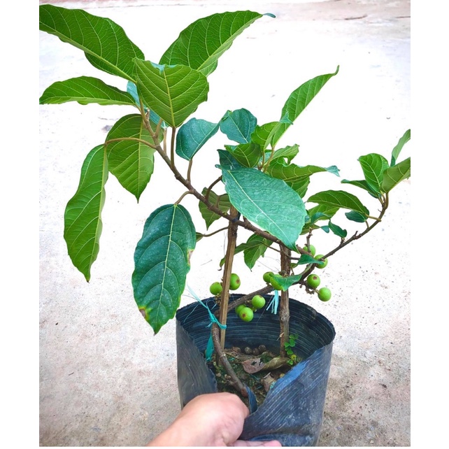 Sung Cảnh Siêu Quả. Sung Bonsai