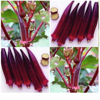 Hạt giống đậu bắp tím dễ trồng, sai quả