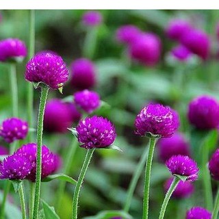 Hạt Giống Hoa Cúc Bách Nhật Mix ( Gói 100 hạt ) - STHG2