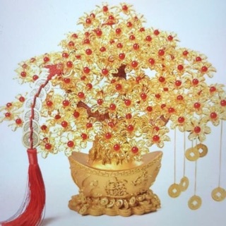 Cây kim tiền size to