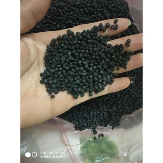 Hạt giống măng tây xanh 20 hạt