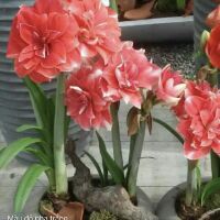 1 củ Huệ tây  kép mix màu