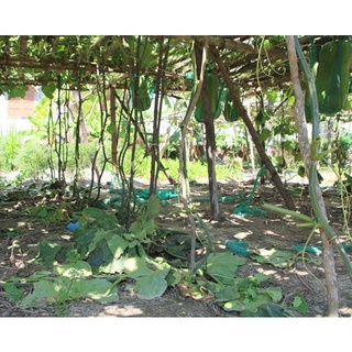 Hạt giống Bí đao khổng lồ (tặng gói Kích nẩy mầm và Hướng dẫn)
