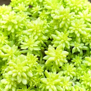 SEN ĐÁ SEDUM VÀNG