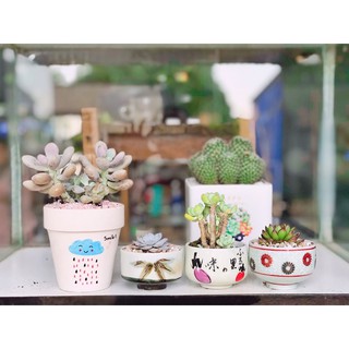 sen đá size nhỏ kèm chậu gốm(free đất trồng và đá rải mặt)