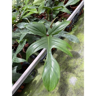 Cây trầu bà cánh én (Philodendron Florida Ghost)