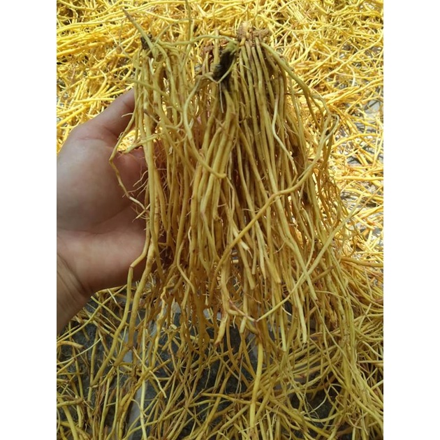 Rể cây bạch hạc tươi, kiến cò tươi đặc trị nấm, mốc cho gà, hắc lào, lang ben, phong tê thấp, huyết áp cao ở người