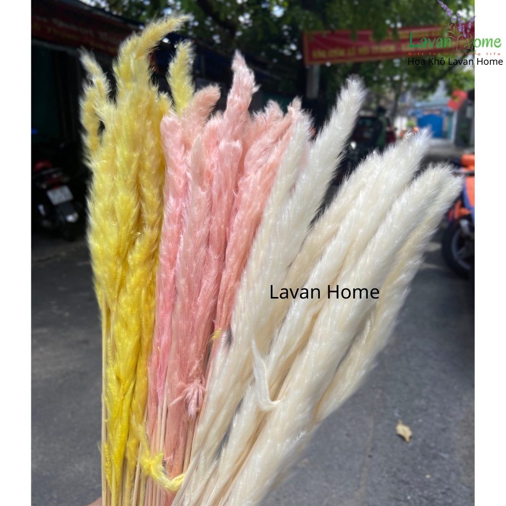 Cỏ lau khô nhỏ Pampass Grass dùng làm phụ kiện chụp ảnh, căm trang trí, bình hoa để bàn, hoa cưới vintage - Lavan Home