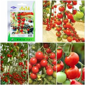 Gói 150 hạt giống cà chua cherry chuỗi ngọc siêu ngọt