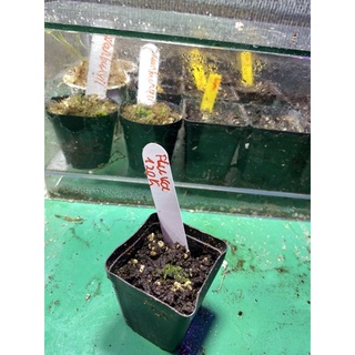 cỏ giấy fluva, utricularia fulva