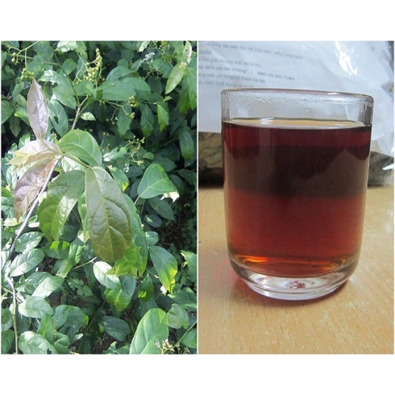 Combo 5 cây xạ đen giống chính hiệu Hoà Bình