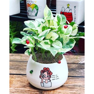 Trầu bà cẩm thạch kèm chậu vẽ (cây để bàn văn phòng)