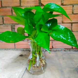 Trầu Bà Thái Thủy Sinh