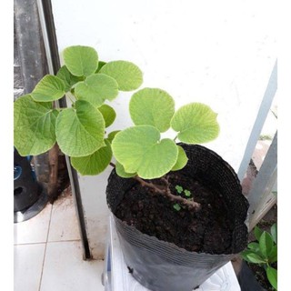 CÂY GIỐNG KIWI