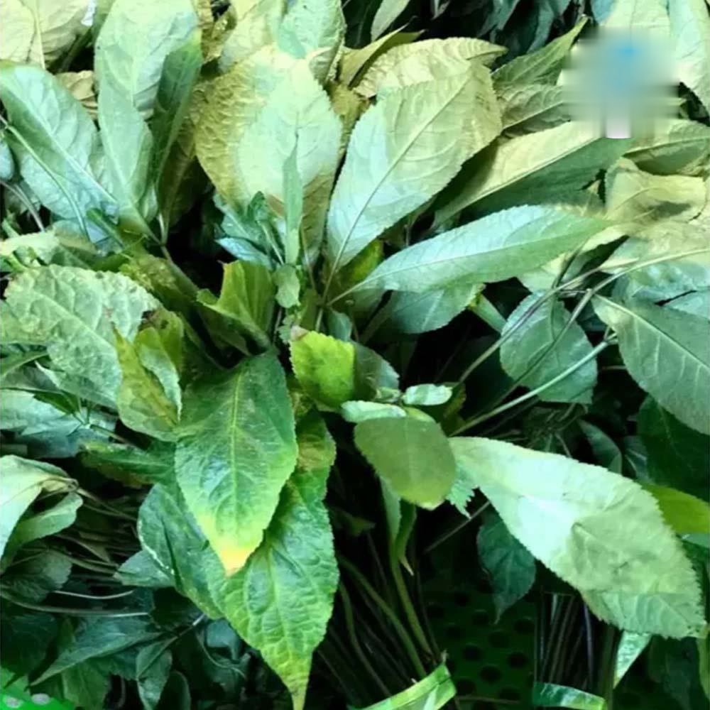 ✅Lá Sâm Ngọc Linh Tươi 100% Nguyên Chất - Túi 1Kg