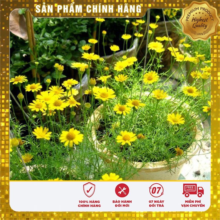 HẠT GIỐNG HOA CÚC SAO BĂNG (TARGETES ) 100 HẠT