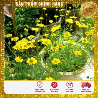 HẠT GIỐNG HOA CÚC SAO BĂNG (TARGETES ) 100 HẠT